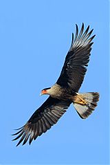 Crested Caracara